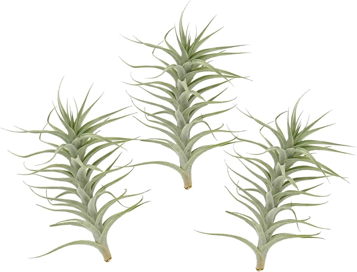 Live Air Plants - Tillandsia Albida 7-12" - 3ct – ragnaroc Live Indoor Plant - Live Arrival