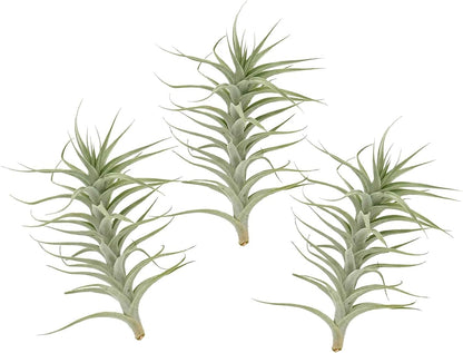Live Air Plants - Tillandsia Albida 7-12" - 3ct – ragnaroc Live Indoor Plant - Live Arrival