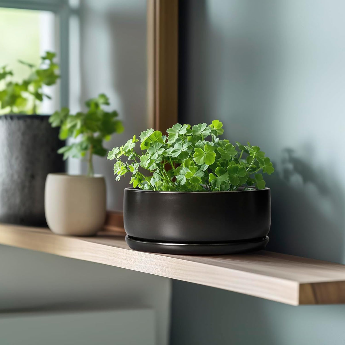 SQOWL Bonsai Pots - 8 Inch Ceramic Plant Pots for Succulents, Round Indoor Planter with Drainage