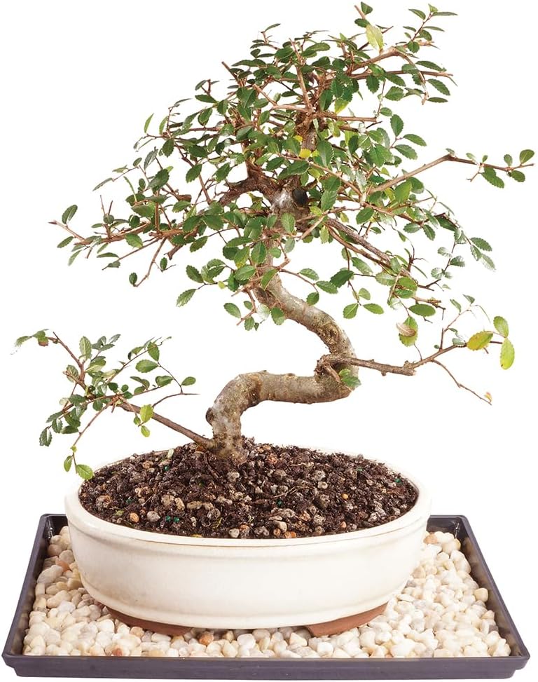 Brussel's Bonsai Live Chinese Elm Bonsai Tree, Outdoor - Medium, 7 Years Old, 8 to 10 inches Tall