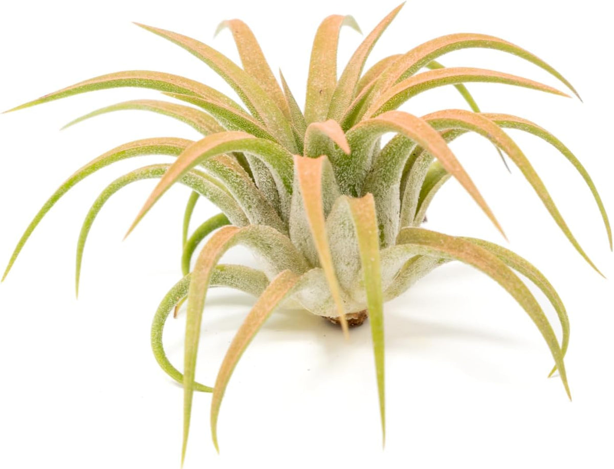 Coral Colorful Tillandsia Air Plants - Long Lasting Color Enhanced Live Tillandsia Succulent House