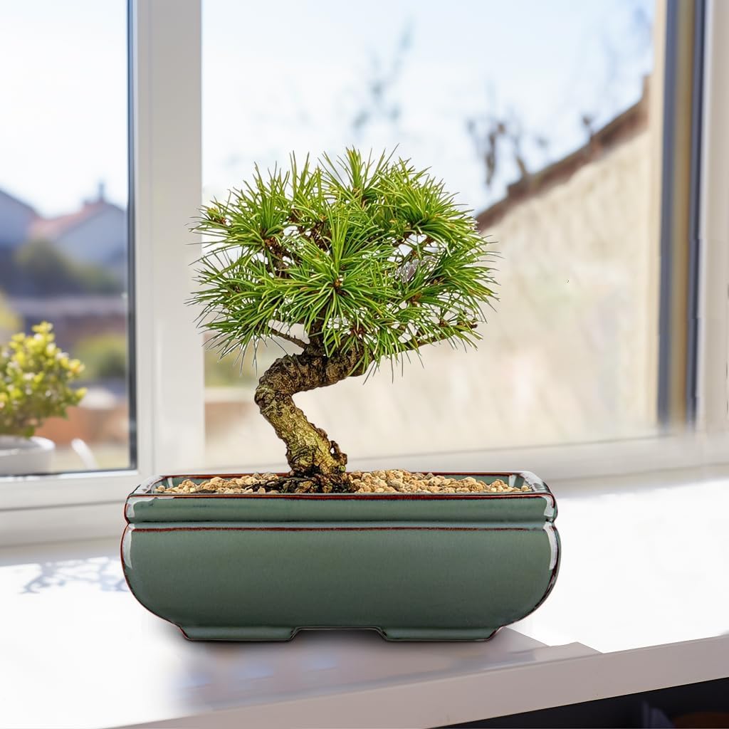 Ceramic Bonsai Pots with Drainage Hole Set of 2, Green Glazed Bonsai Planters for Indoor/Outdoor