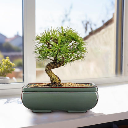Ceramic Bonsai Pots with Drainage Hole Set of 2, Green Glazed Bonsai Planters for Indoor/Outdoor
