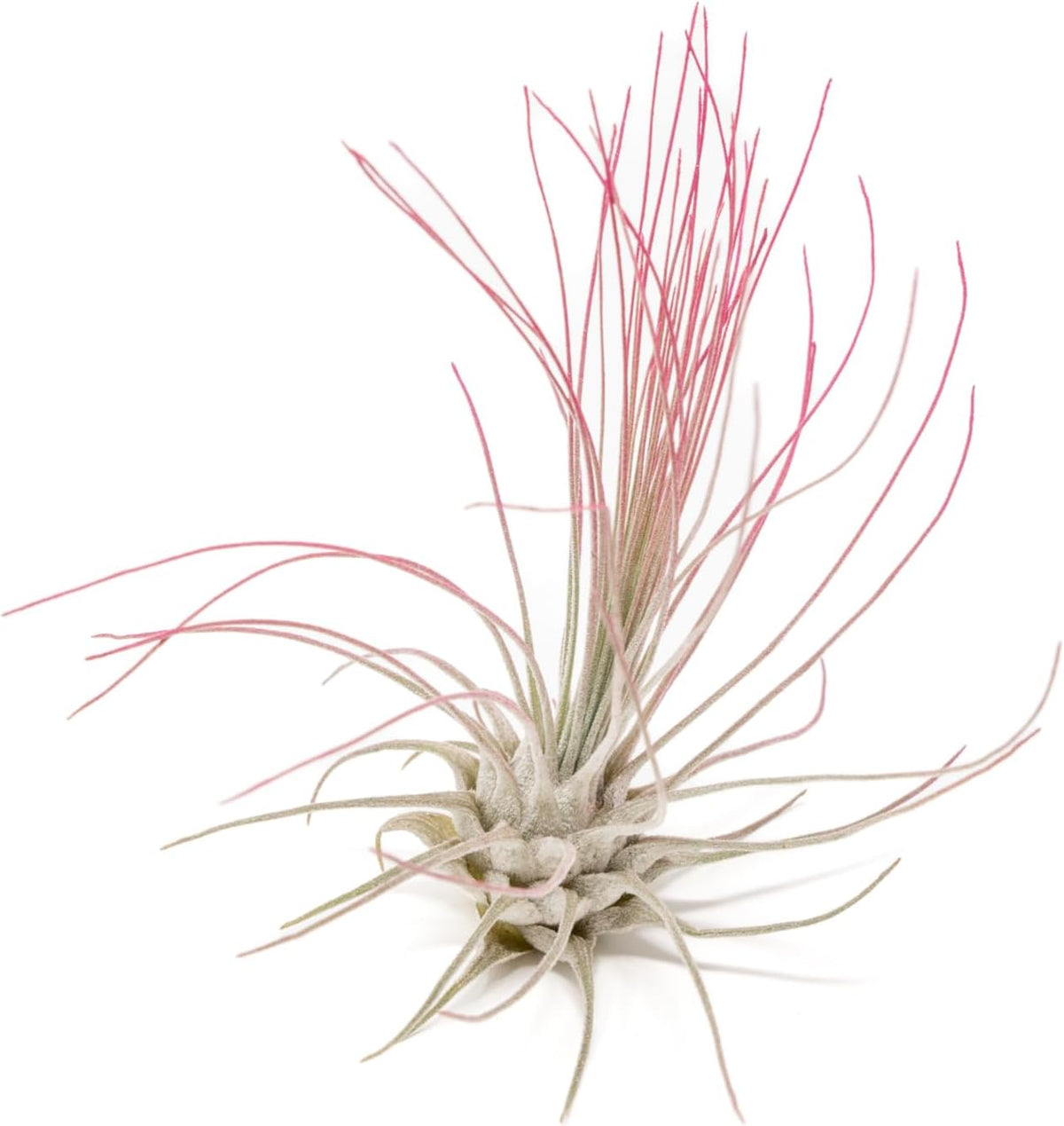 Fuchsia Colorful Tillandsia Air Plants - Long Lasting Color Enhanced Live Tillandsia Succulent