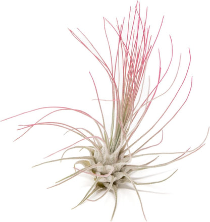 Fuchsia Colorful Tillandsia Air Plants - Long Lasting Color Enhanced Live Tillandsia Succulent