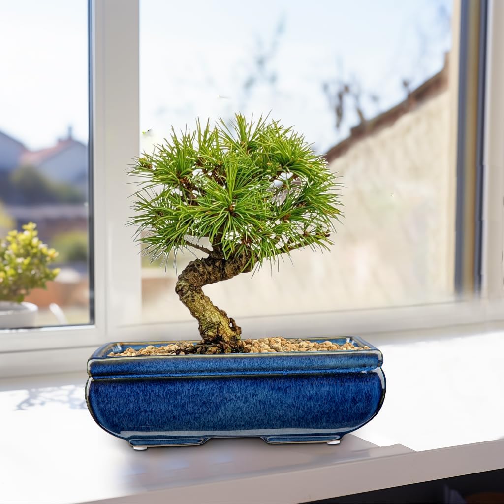 Succulent Planters Bonsai Pots for Live Bonsaii Trees Set of 2, 8.7" Large Ceramic Shallow Pot for
