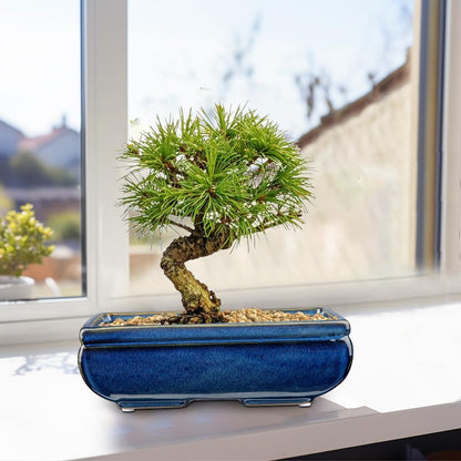Succulent Planters Bonsai Pots for Live Bonsaii Trees Set of 2, 8.7" Large Ceramic Shallow Pot for