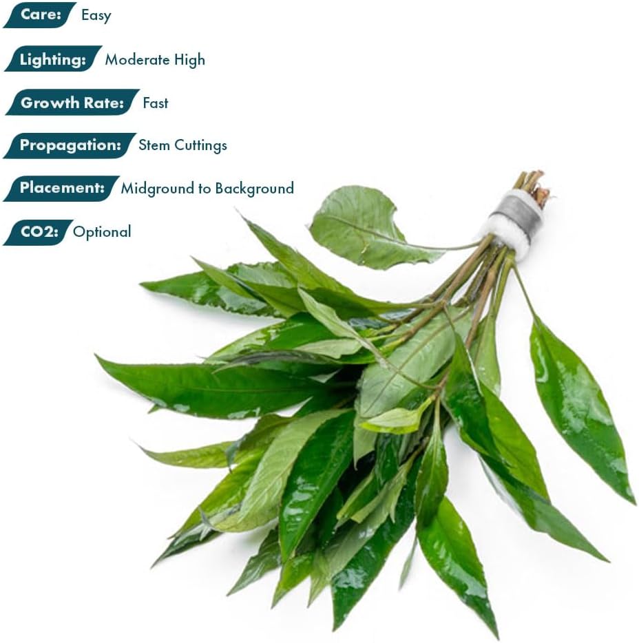 SubstrateSource Live Plants – Nomaphila Stricta – Moderate to High Light, Green, Midground to