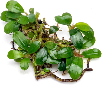 SubstrateSource Bucephalandra Mini Coin Live Aquarium Plant - Natural Freshwater Fish Tank