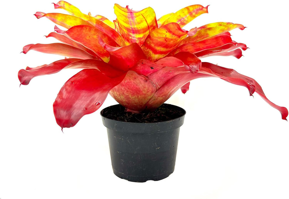ragnaroc Live Plants – Bromeliad Neoregelia Golden Gate, 8-12" in 6" Pot - 1ct - Live Arrival