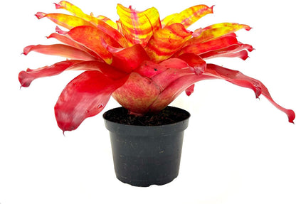 ragnaroc Live Plants – Bromeliad Neoregelia Golden Gate, 8-12" in 6" Pot - 1ct - Live Arrival