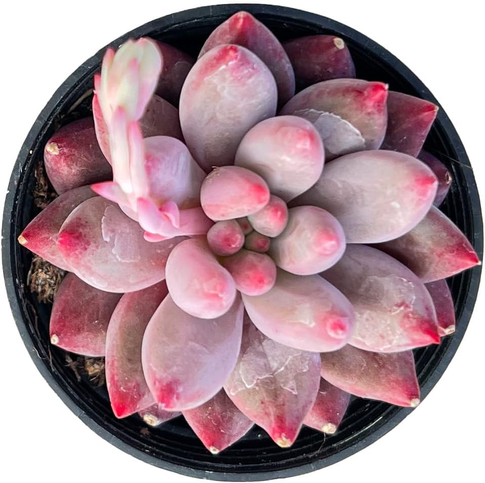 Sprout N Green Echeveria Goldfish, Rare Live Succulent Plant Fully Rooted in 2" Planter with Soil