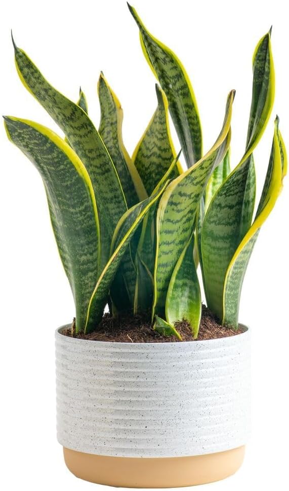 Costa Farms Snake, Sansevieria White-Natural Decor Planter Live Indoor Plant, 12-Inch Tall