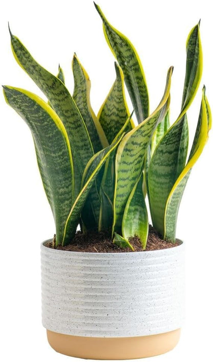 Costa Farms Snake, Sansevieria White-Natural Decor Planter Live Indoor Plant, 12-Inch Tall
