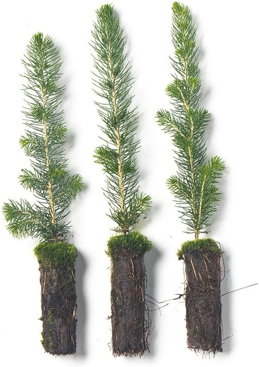 White Spruce Live Tree Seedlings | 6"-12" | Arbor Day Foundation (3-Pack)