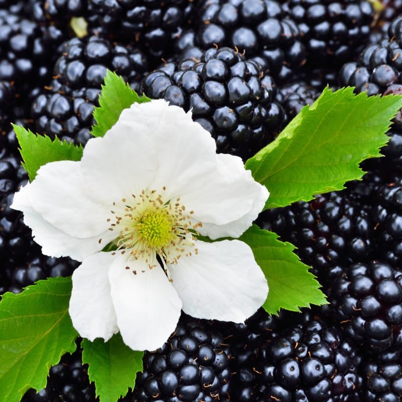 BlackBerry Plants Triple Crown (4 Pack) Live for Sale | Easy to Grow Plants | Edible Fruit Plant