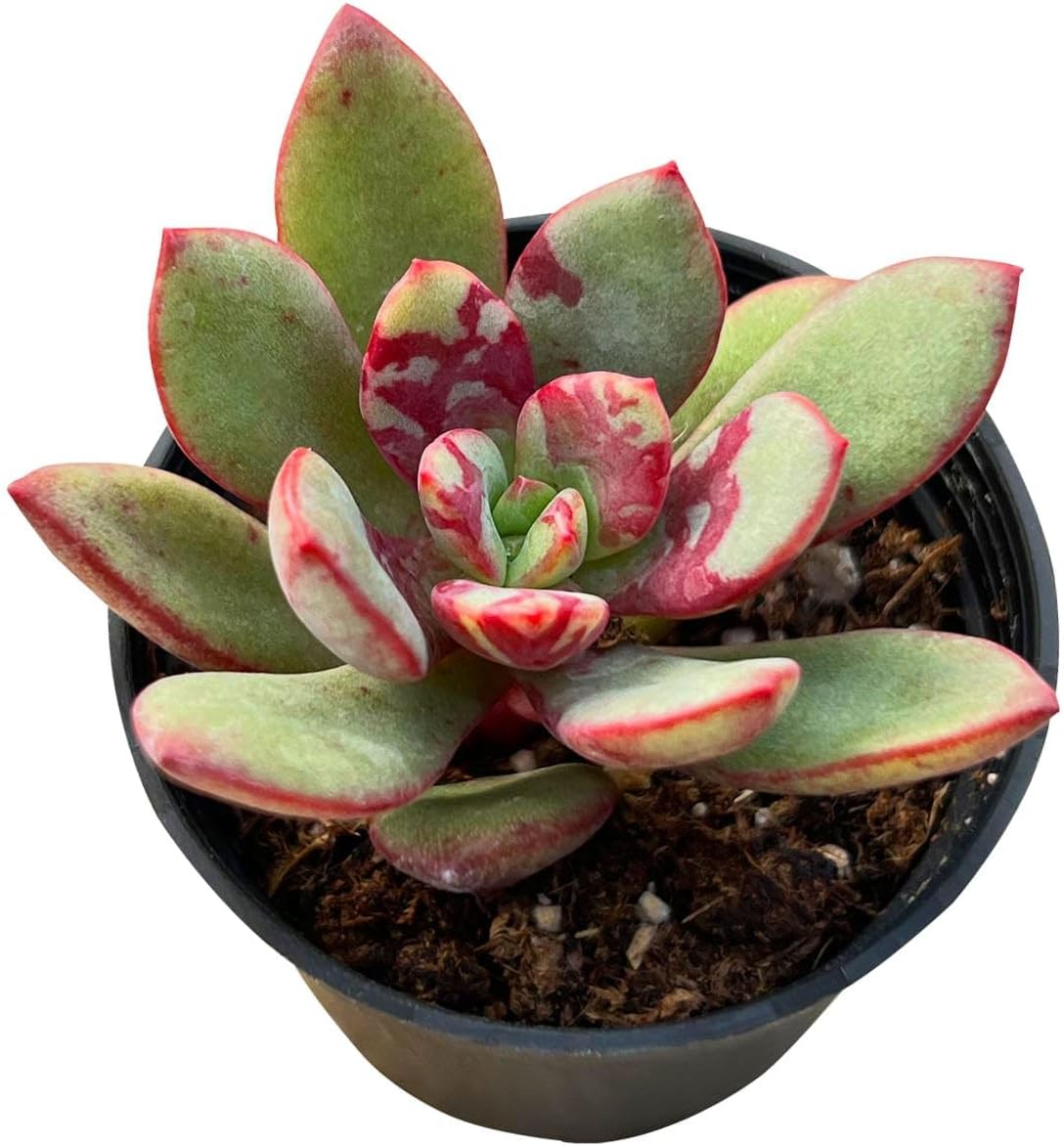 Sprout N Green Echeveria Huadan in 2 inch Starter Pot, Rare Live Succulent Plant Fully Rooted with