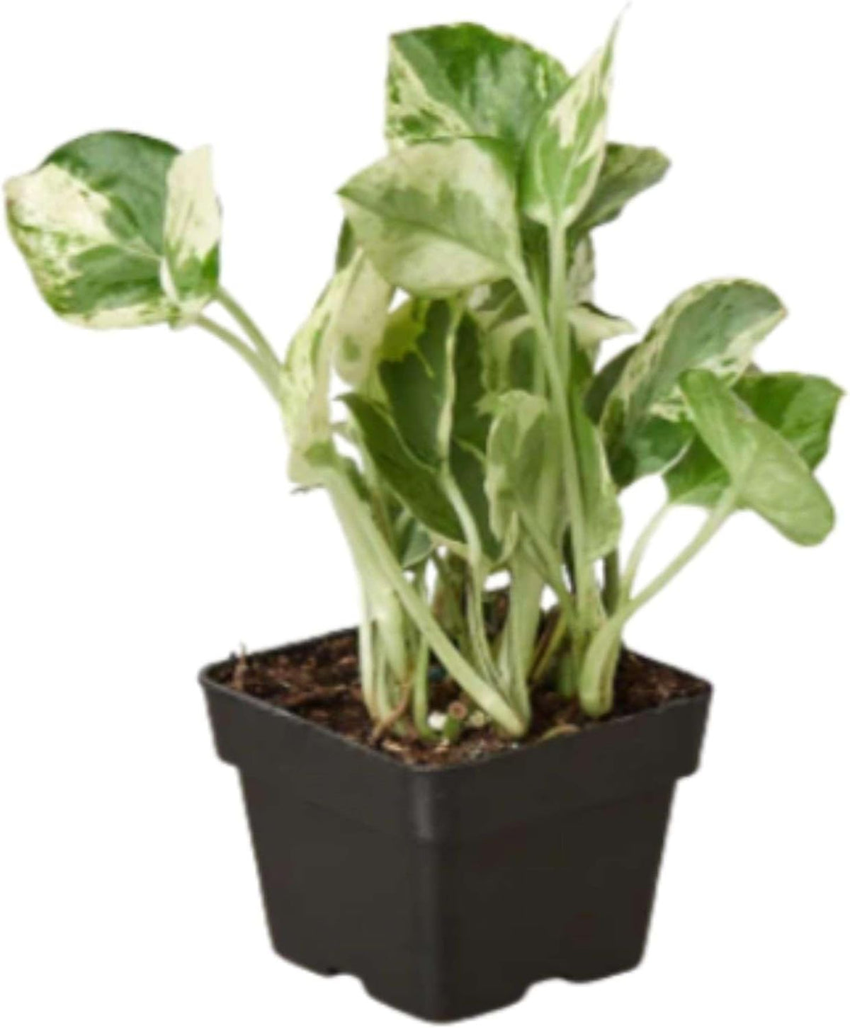 Pothos N'joy Live Plant for Indoor | Different Houseplants in 4'' & 6'' Pot | Real House Plant for