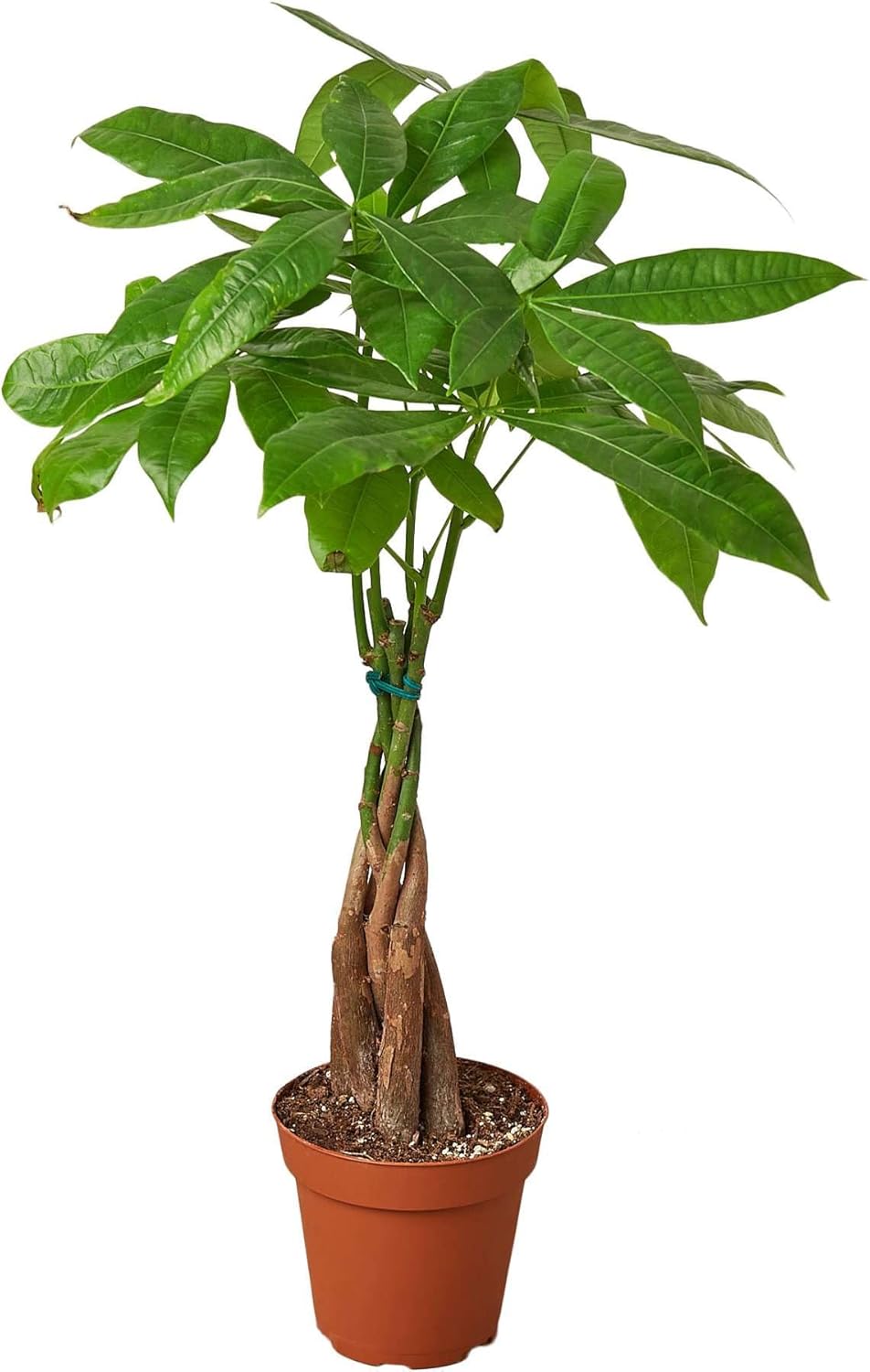 Money Tree 'Guiana Chestnut' Pachira Braid Live Plant for Indoor | Different Houseplants in 4'' &