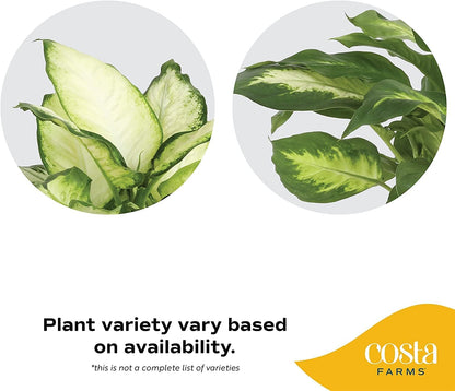 Costa Farms Dieffenbachia, Live Indoor Plant in Décor Plant Pot, Potted Houseplant in Potting Soil