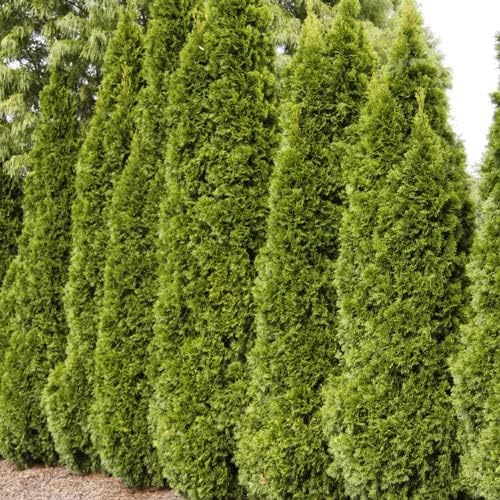 Ten Pack of Emerald Arborvitaes - Evergreen Privacy Hedge - 10 Live Plants Shipped 1 to 2 Feet Tall