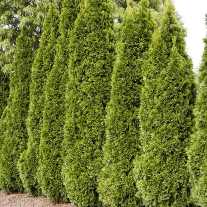 Ten Pack of Emerald Arborvitaes - Evergreen Privacy Hedge - 10 Live Plants Shipped 1 to 2 Feet Tall