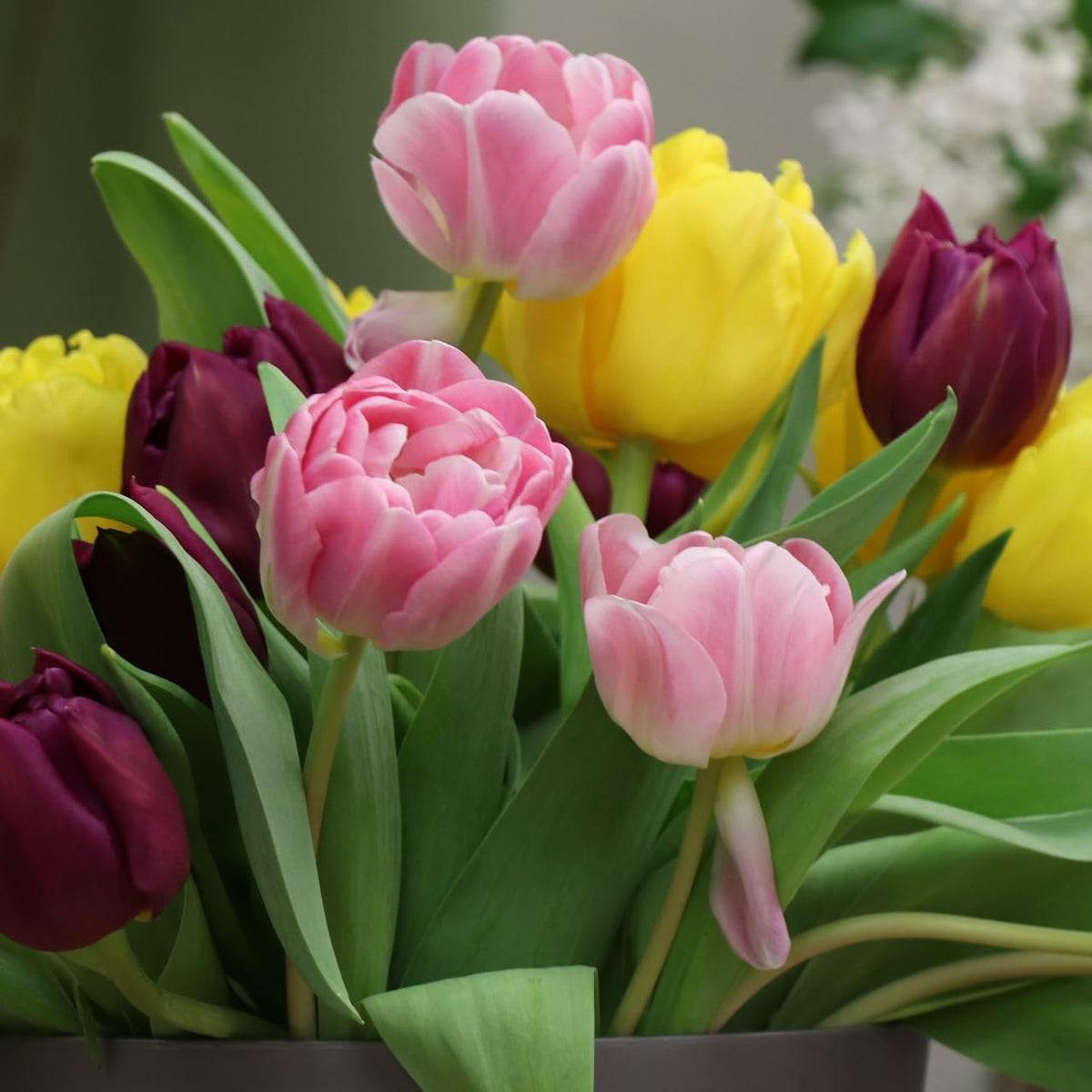 Peony-Style Double Bloom Tulips-10 Bulbs–Red, Pink, White, Yellow & Orange Premium Flowers | Late