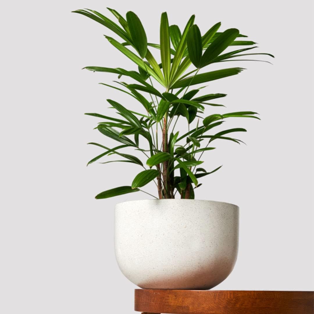 American Plant Exchange Lady Palm – 6-Inch Pot – Live Easy Care Indoor Houseplant, Air-Purifying