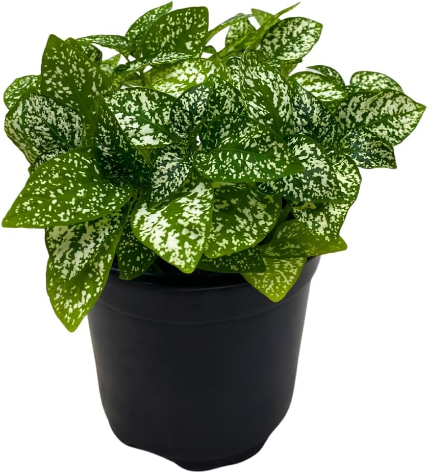 BubbleBlooms White Hypoestes Phyllostachya in a 4 inch Pot Polka Dot Flamingo Plant