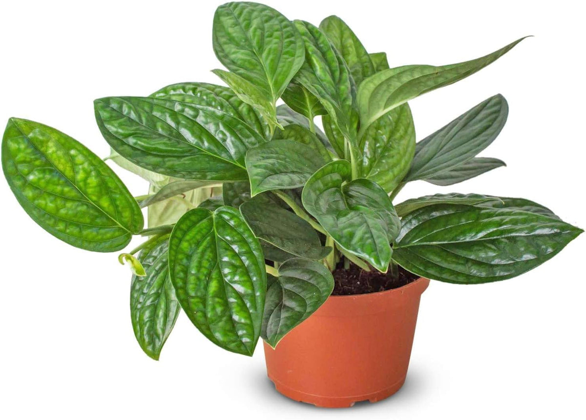 Monstera Peru Live Plant for Indoor | Different Houseplants in 4'' & 6'' Pot | Real House Plant for