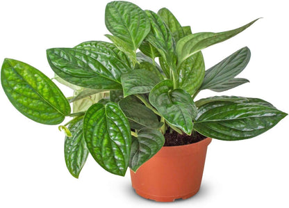 Monstera Peru Live Plant for Indoor | Different Houseplants in 4'' & 6'' Pot | Real House Plant for