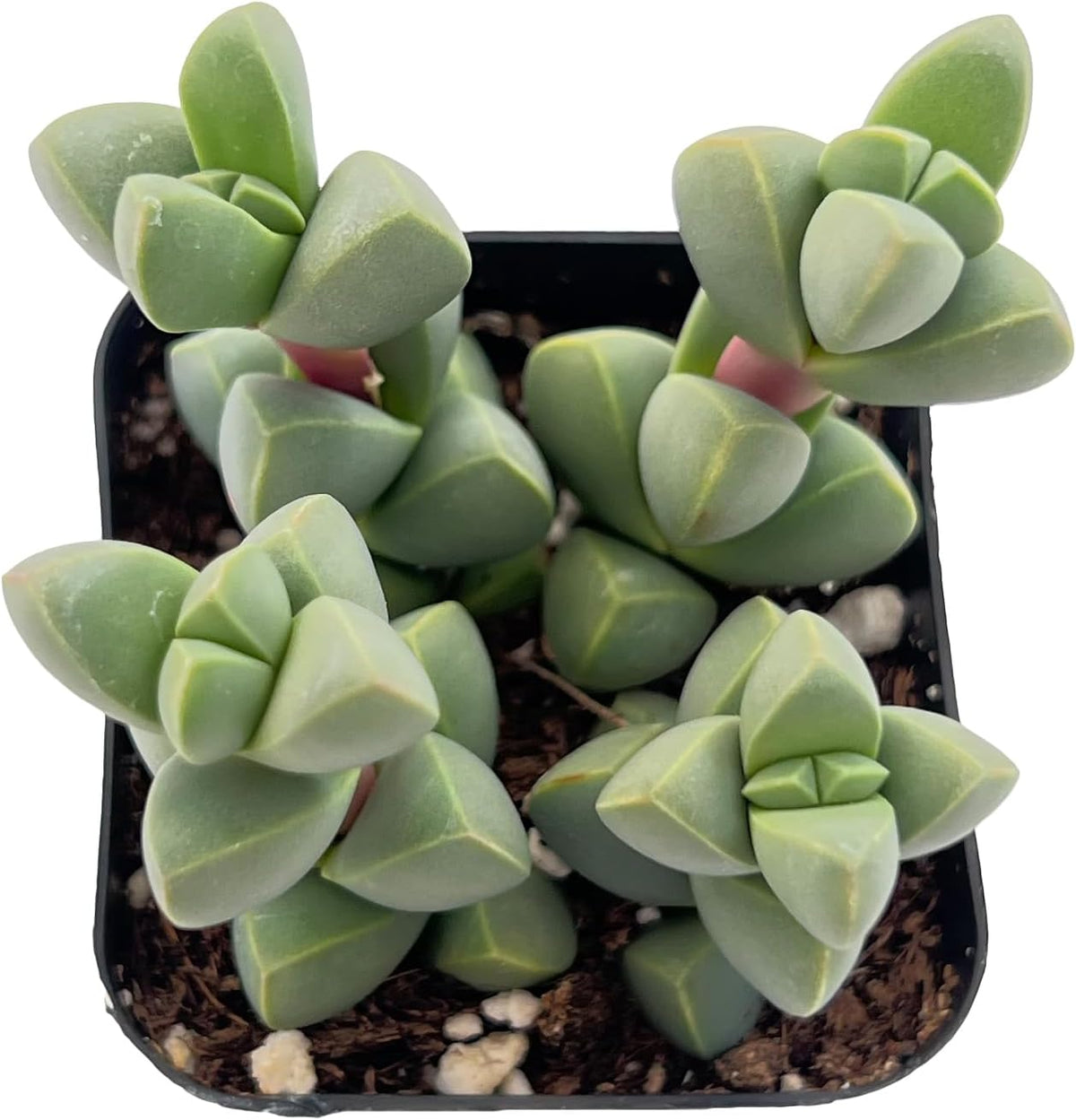Sprout N Green Ice Plant | Corpuscularia lehmannii, Live Succulent Fully Rooted in 2 inch Starter