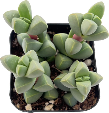 Sprout N Green Ice Plant | Corpuscularia lehmannii, Live Succulent Fully Rooted in 2 inch Starter