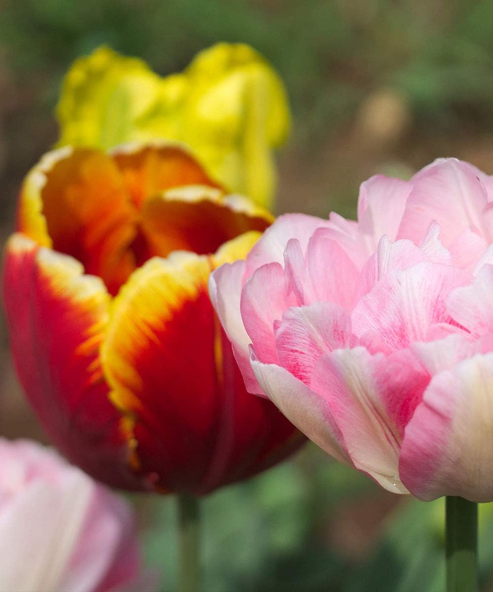 Peony-Style Double Bloom Tulips-10 Bulbs–Red, Pink, White, Yellow & Orange Premium Flowers | Late
