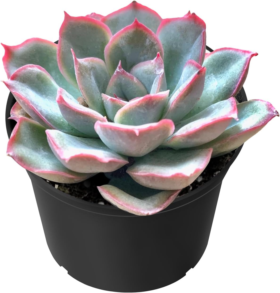 Sprout N Green Echeveria Orion, Live Succulent Plant Fully Rooted in 2" Pots with Soil Mix, Real