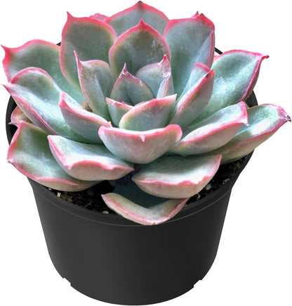 Sprout N Green Echeveria Orion, Live Succulent Plant Fully Rooted in 2" Pots with Soil Mix, Real
