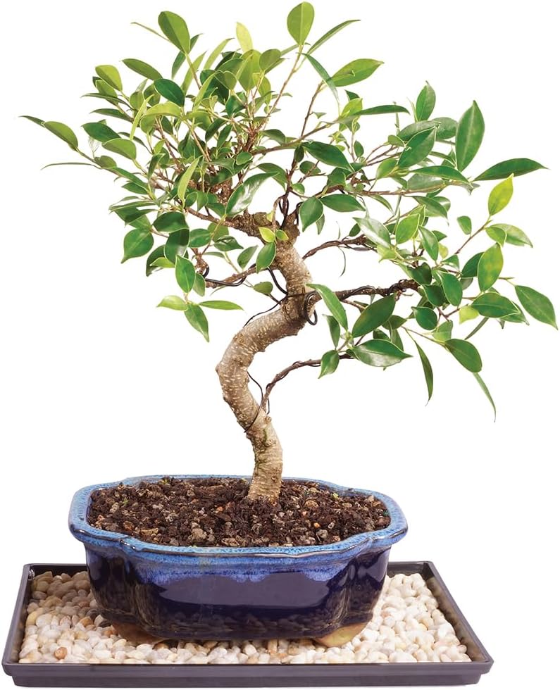 Brussel's Bonsai Live Golden Gate Ficus Indoor Bonsai Tree - Medium, 7 Years, 8 to 16 In - Live