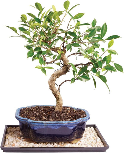 Brussel's Bonsai Live Golden Gate Ficus Indoor Bonsai Tree - Medium, 7 Years, 8 to 16 In - Live