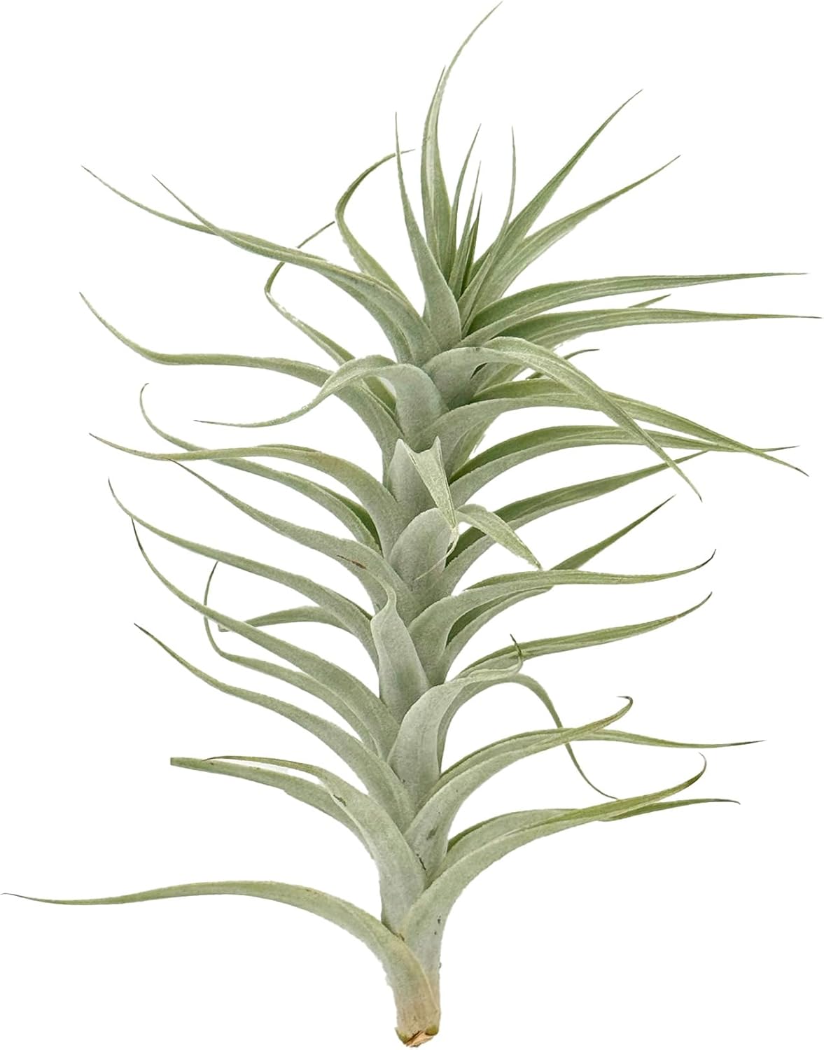 Live Air Plants - Tillandsia Albida 7-12" - 3ct – ragnaroc Live Indoor Plant - Live Arrival