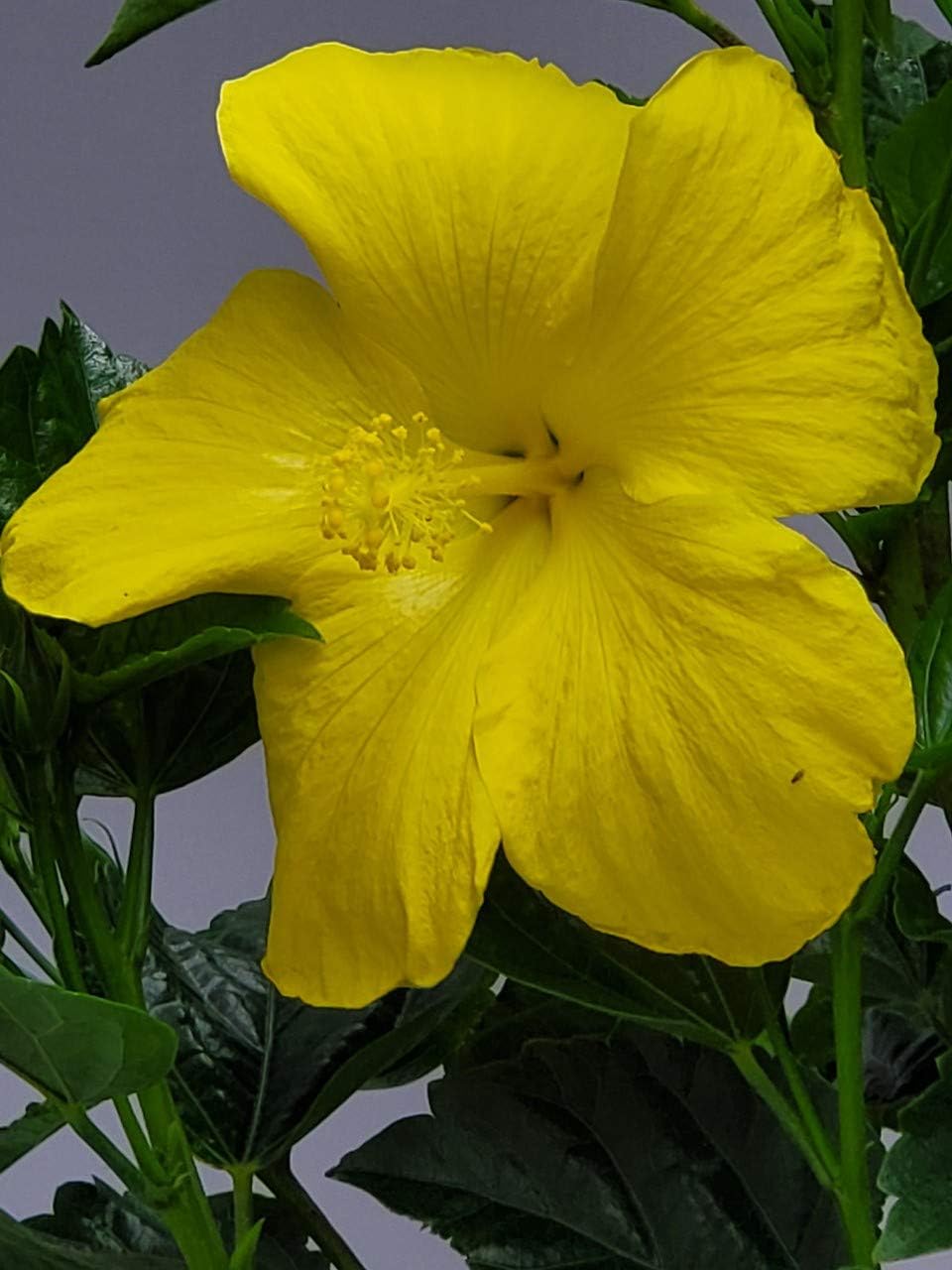 Hibiscus Tree - Yellow Ft. Myers - Overall Height 38" to 44" - Tropical Plants of Florida (Plant