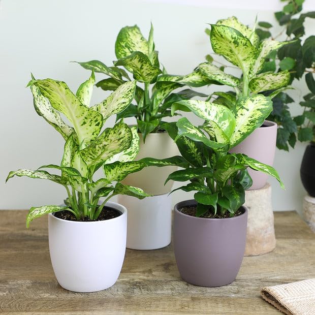 Gardenera Premium Dumb Cane Potting Soil Mix - Ideal Blend for Growing Robust and Healthy Dumb Cane