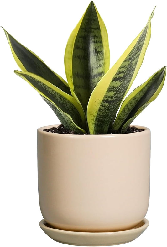 Ceramic Flower Pot 5 Inch - Round Succulent Planter for Indoor Plants with Drainage Hole and