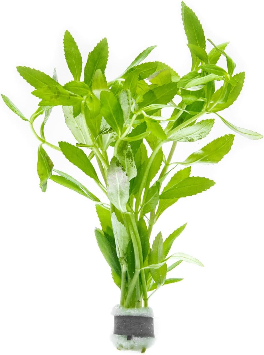 SubstrateSource Live Aquarium Stem Plants - Freshwater Aquatic Plant for Fish Tanks, Aquascaping