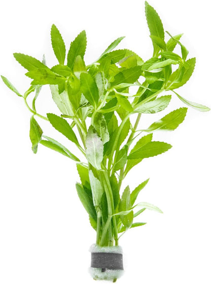 SubstrateSource Live Aquarium Stem Plants - Freshwater Aquatic Plant for Fish Tanks, Aquascaping