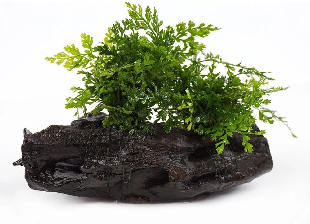 SubstrateSource Live Planted Decor - Mini Bolbitis on Driftwood - Light Green Aquatic Plant with