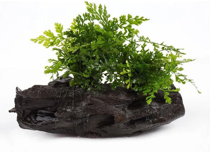 SubstrateSource Live Planted Decor - Mini Bolbitis on Driftwood - Light Green Aquatic Plant with