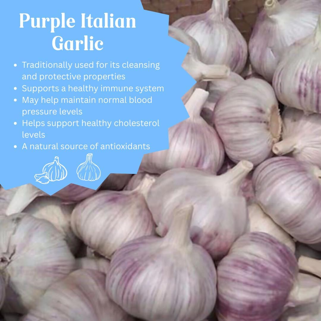 1 Pound Hard Neck Garlic for Planting in Fall, Purple Garlic Bulb for Planting, Fresh and High