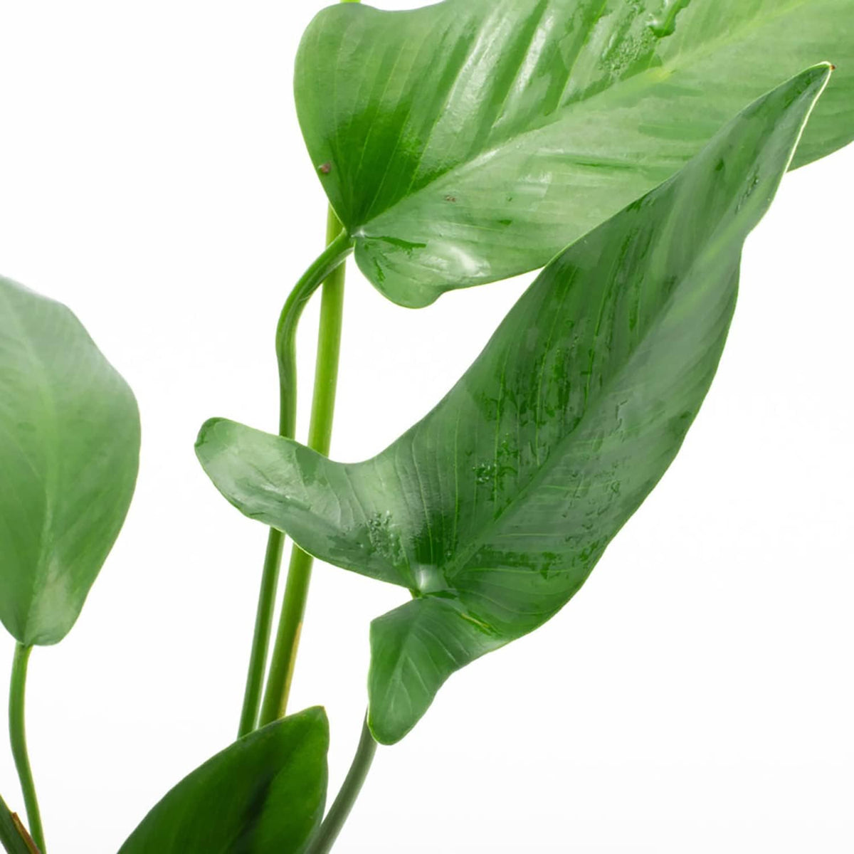 SubstrateSource Anubias Live Aquarium Plants - Potted Freshwater Plant for Fish Tanks, Terrariums