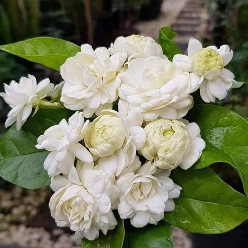 Jasmine Plant, Fragrant Jasmine Flower Vine 4-8 Inches Well Rooted for Container, Hanging Basket