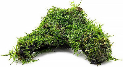 SubstrateSource Live Planted Decor - Christmas Moss (Vesicularia montagnei) on Driftwood - Low